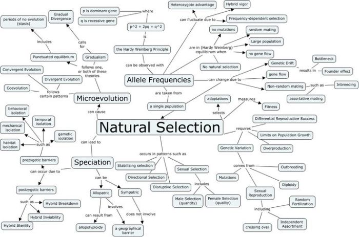 Map evolution concept biology portfolio