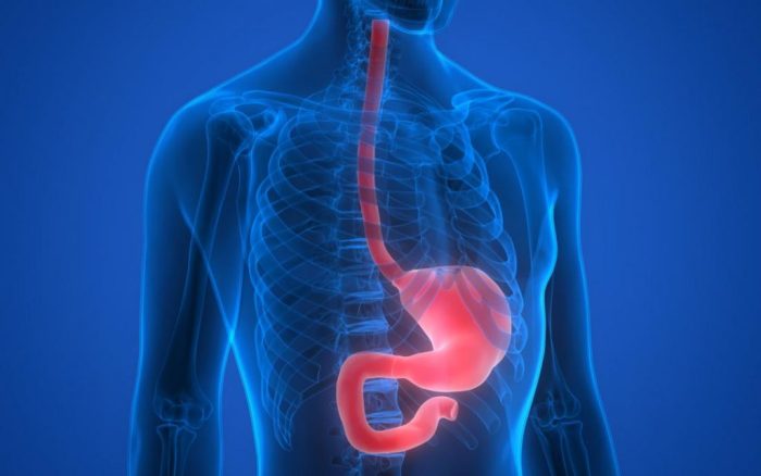 Aorta descending esophagus anatomy artery bronchial earthslab spinal constrictions arterial venous