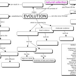 Evolution concept map answer key