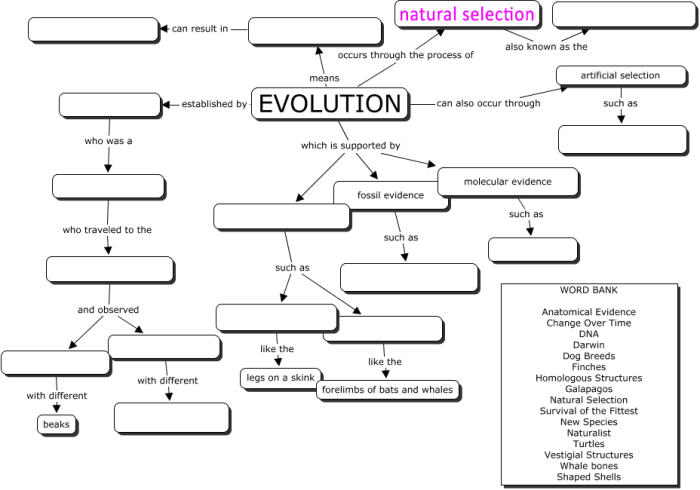 Evolution concept map answer key