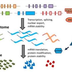 Gene expression translation pogil answers