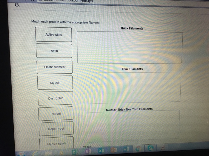 Match each protein with the appropriate filament.