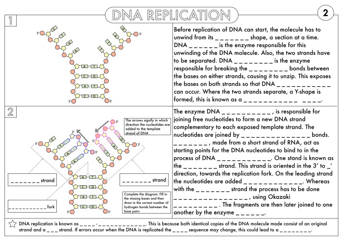 Cell cycle and dna replication practice worksheet