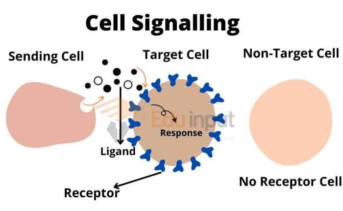 The electromagnetic wave that delivers a cellular phone call