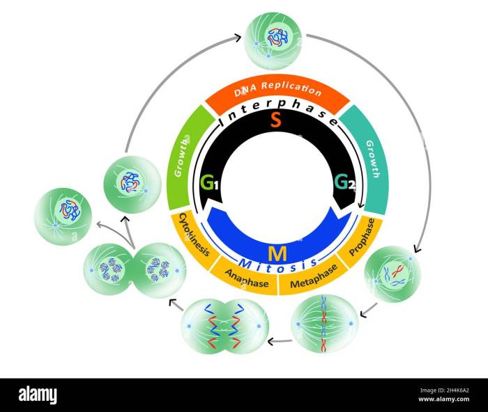 Cell cycle and dna replication practice worksheet