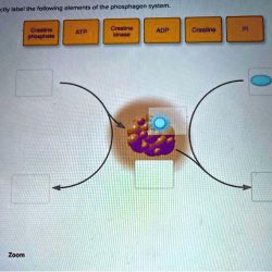 Correctly label the following elements of the phosphagen system.