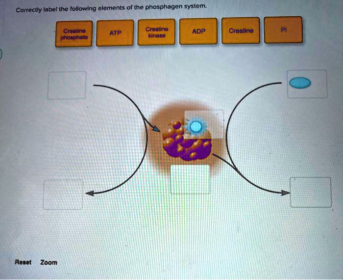 Correctly label the following elements of the phosphagen system.