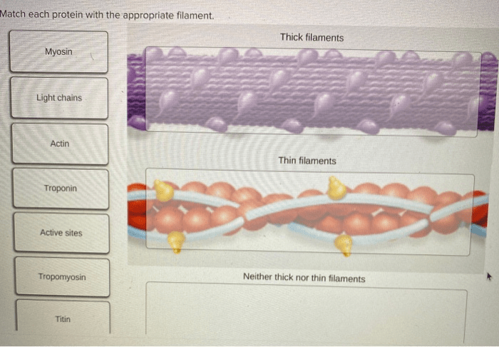 Match each protein with the appropriate filament.