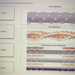 Match protein help appropriate descriptions level solved determining goes need which