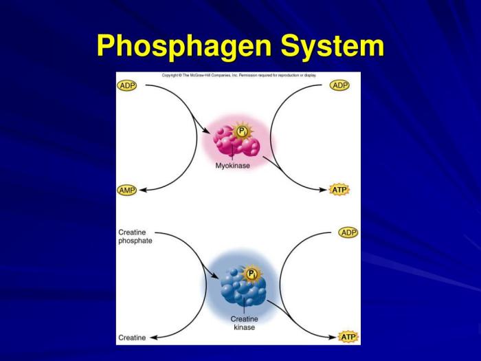 Correctly label the following elements of the phosphagen system.